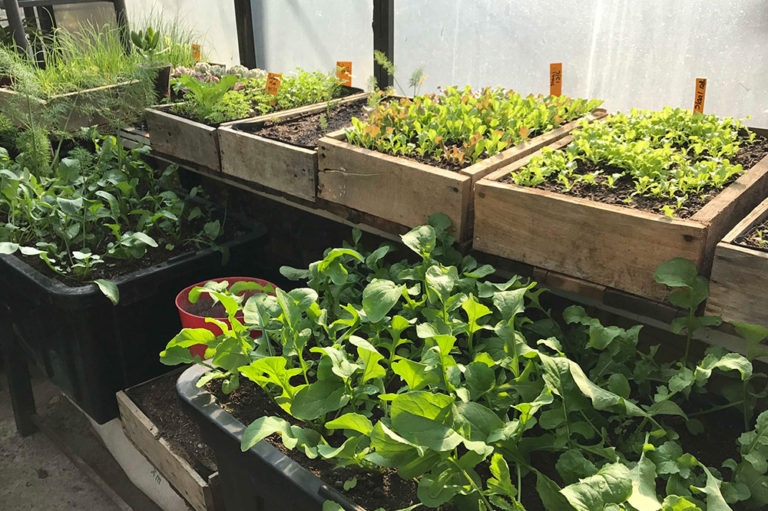 Cooking from a Winter’s Garden