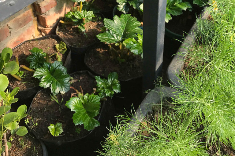 Garden News