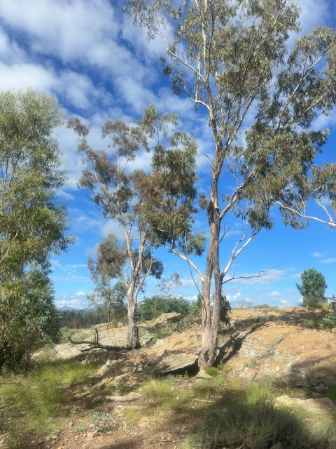 On the rocky parts of the reserve, the aliens