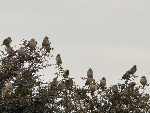 Rich birdlife in the country