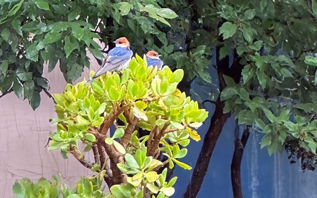 Swallows